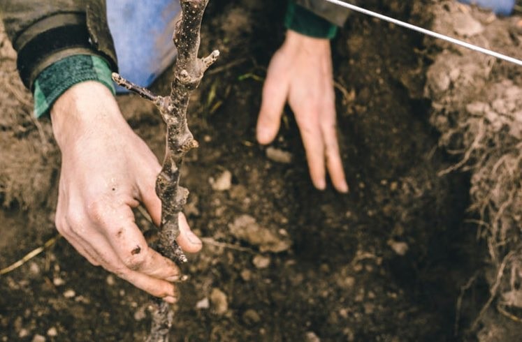 Types Of Planting Site